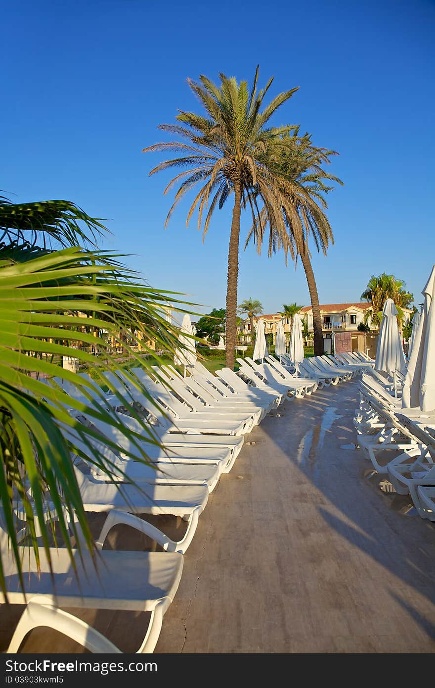 Palm trees. oceanfront pool at resort