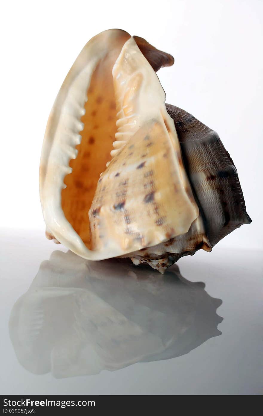 Conch shell