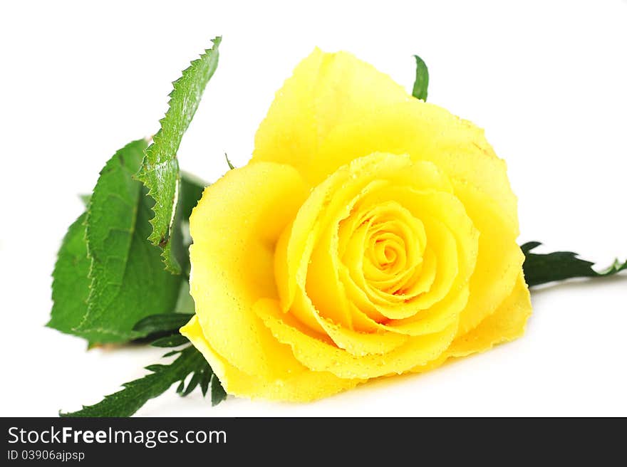 Beautiful yellow rose isolated close up