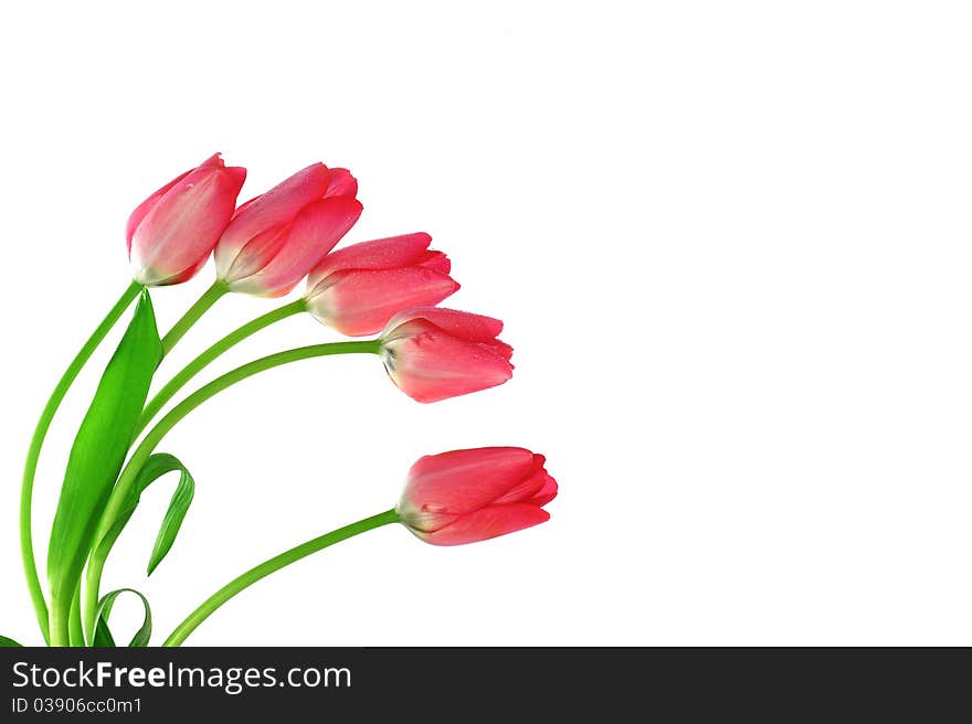 Red tulips