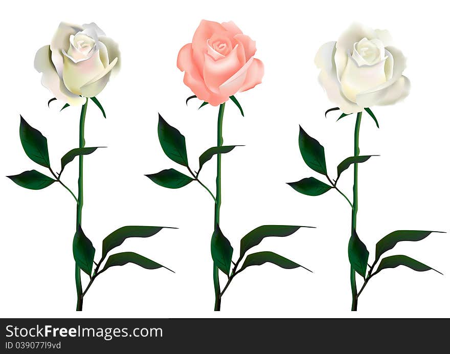 Three  roses. Template for greeting cards.