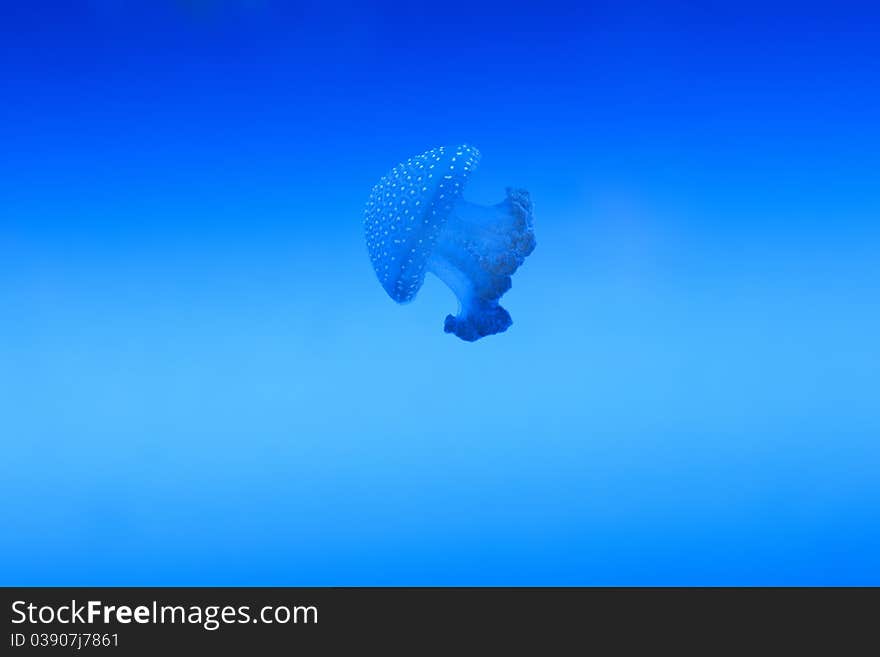 Jellyfish - Phyllorhiza punctata