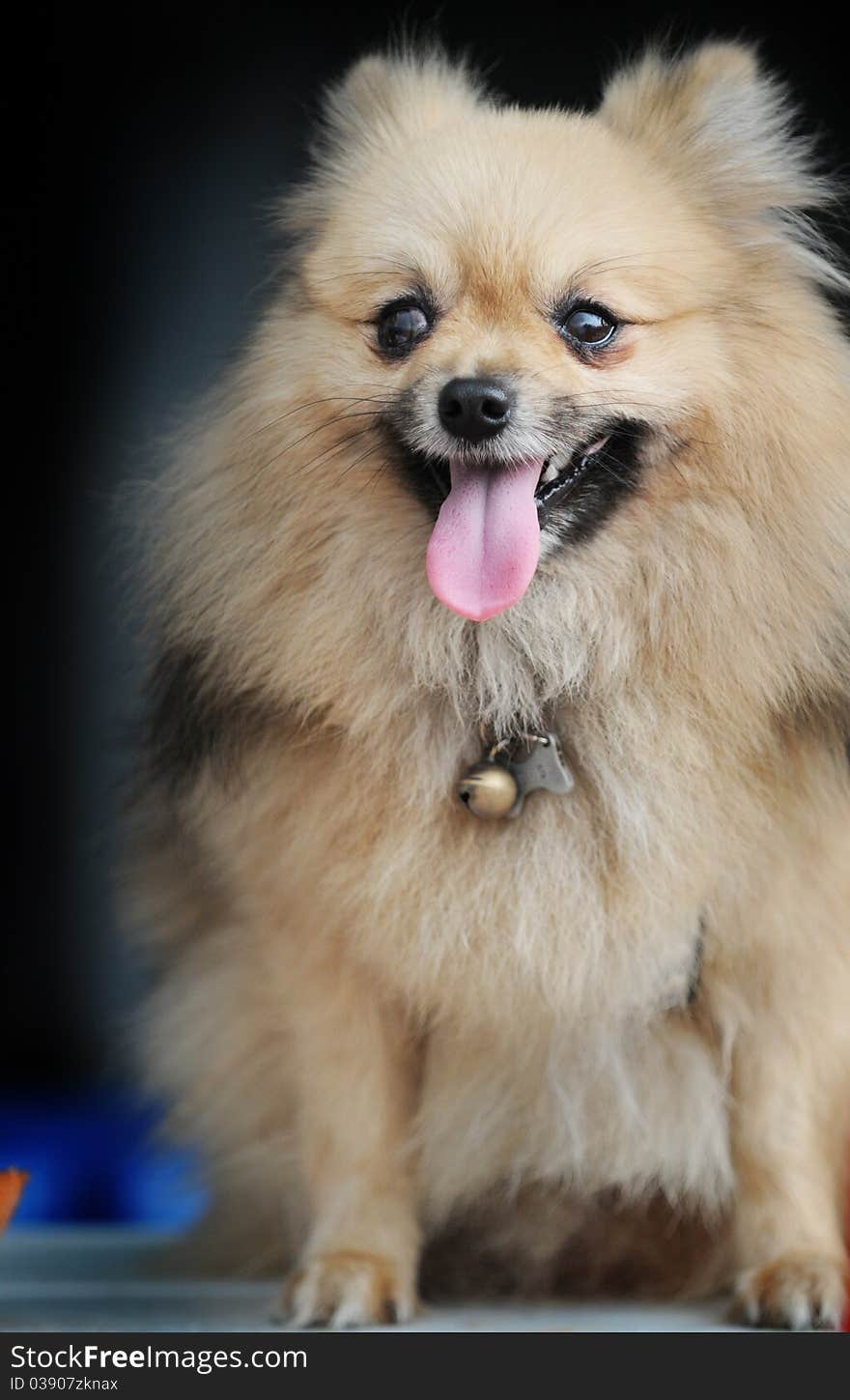 Beautiful portrait of a sitting pomeranian. Beautiful portrait of a sitting pomeranian