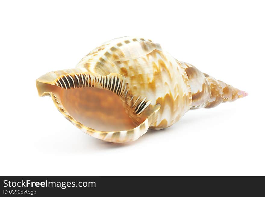 Sea shell isolated on a white bacground. Sea shell isolated on a white bacground