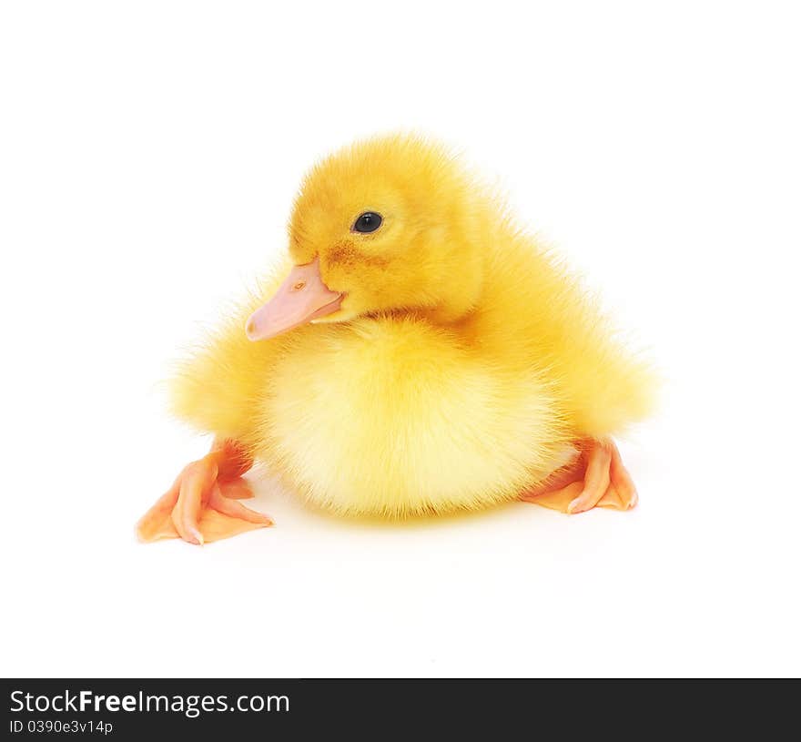 One duckling