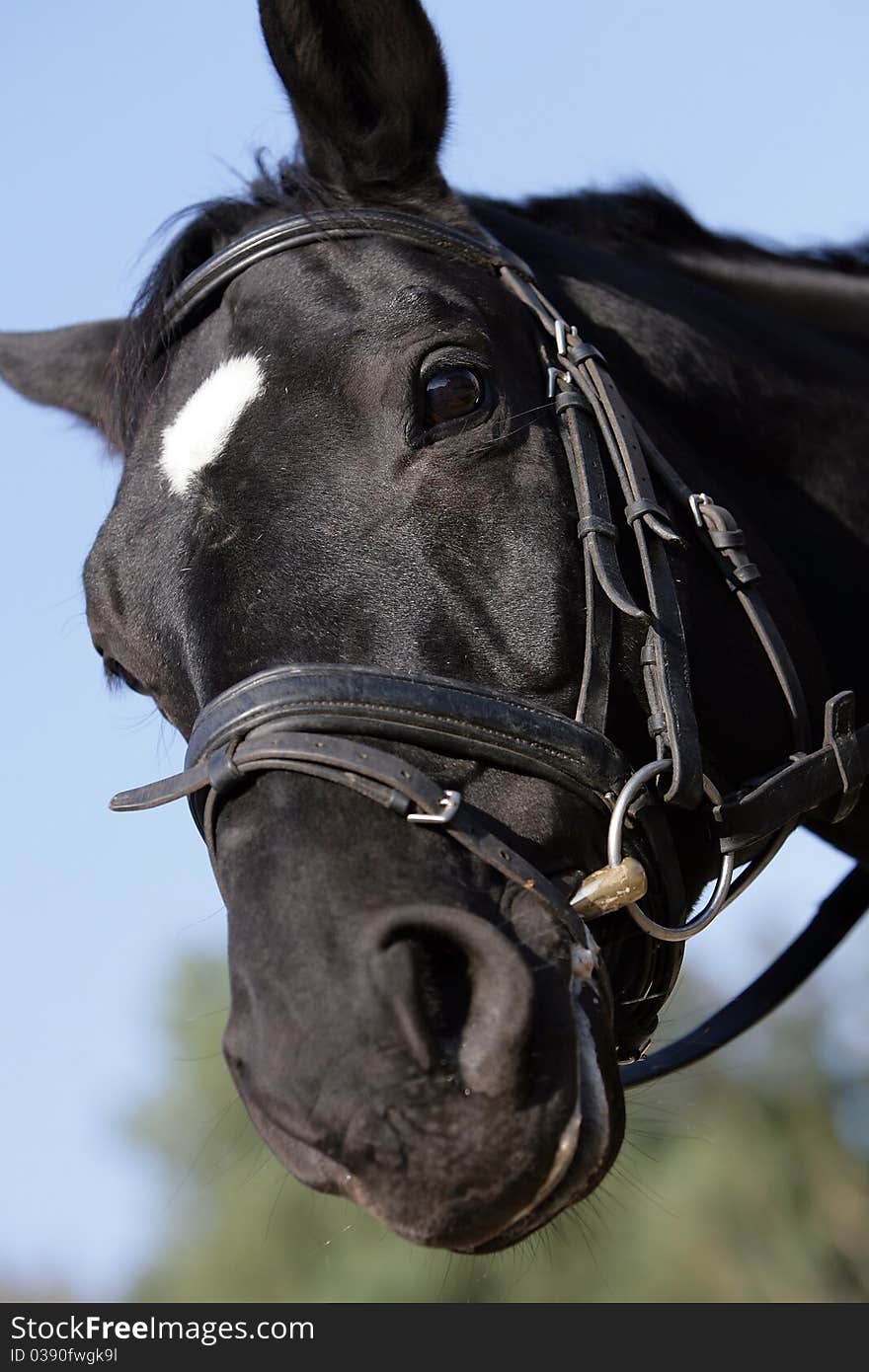 Portrait of the head of a noble black Hessian warmblood horse