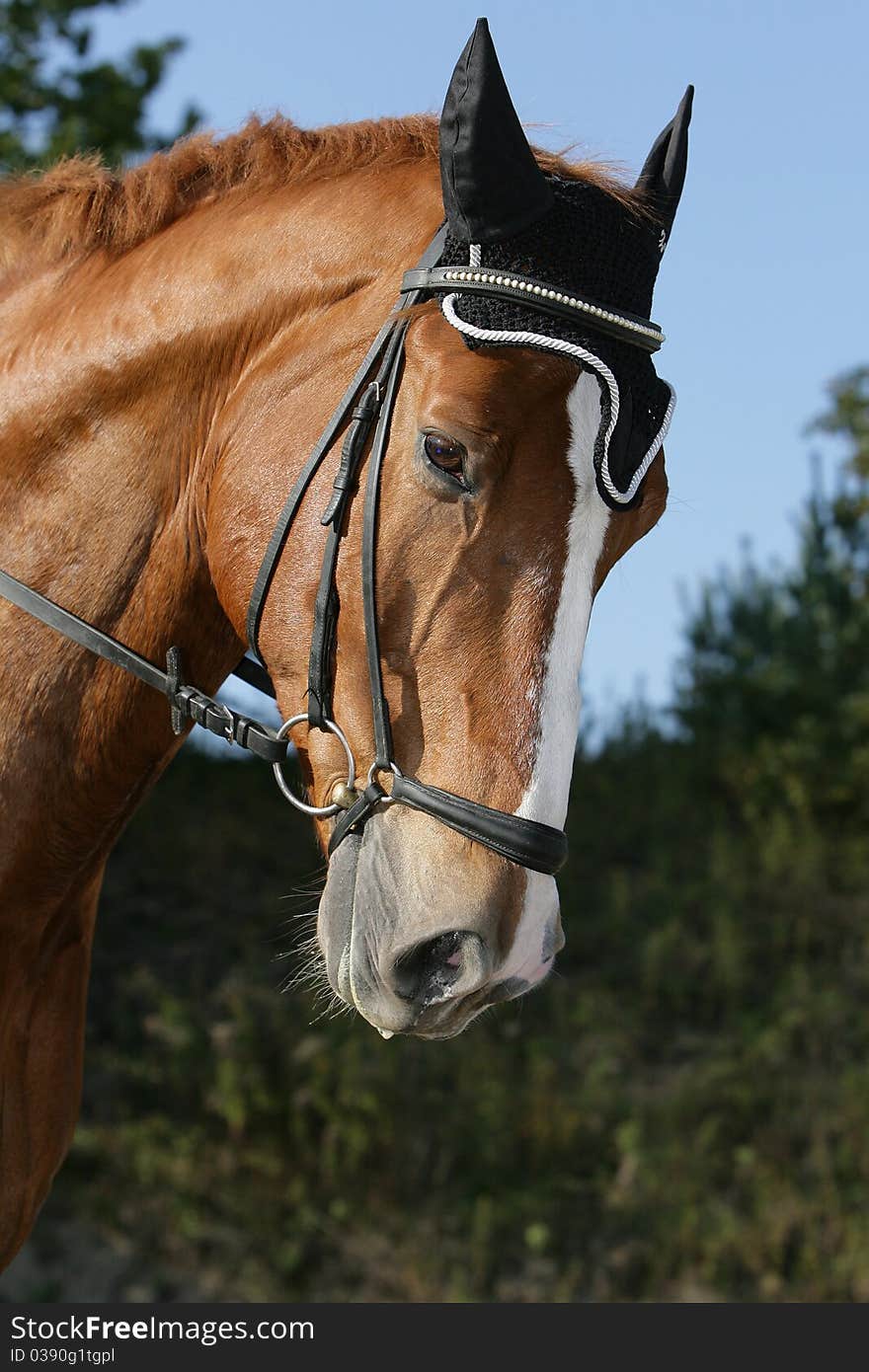 Portrait of the head of a noble Hessian warmblood horse