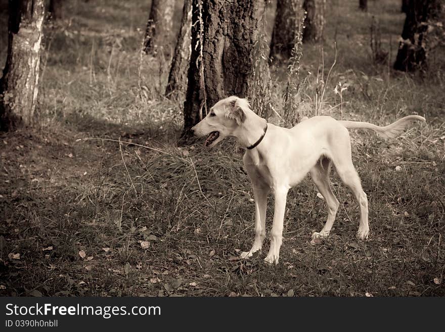 Standing saluki puppy