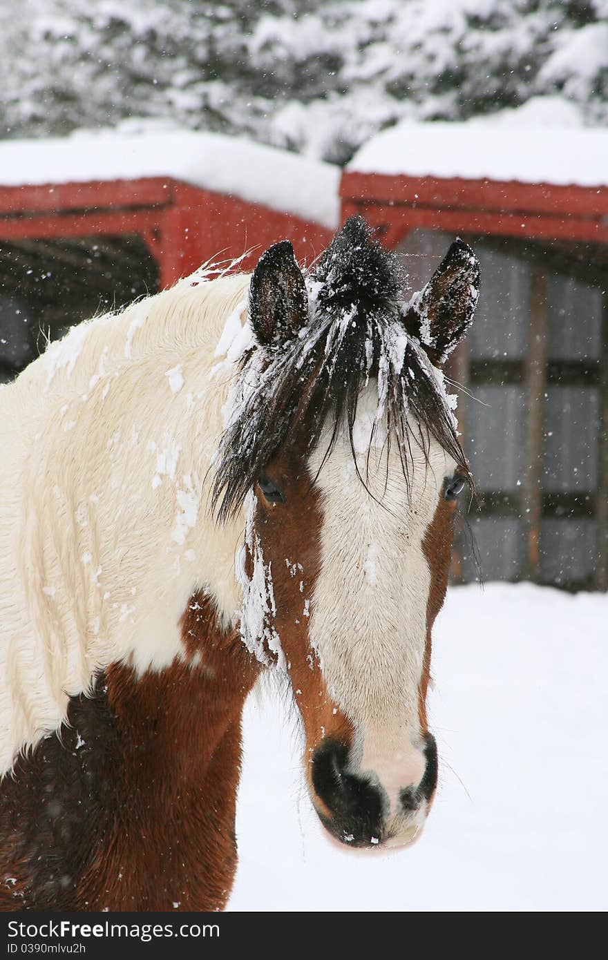 Horse in snow