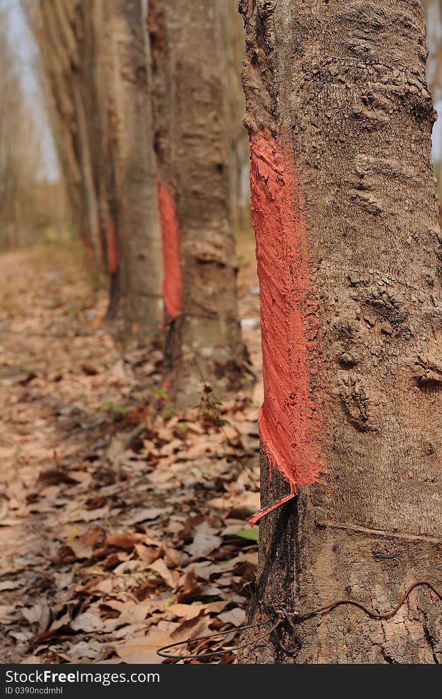 Tapping rubber