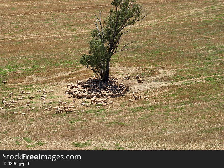 A mob of sheep huddle under a gum tree. A mob of sheep huddle under a gum tree