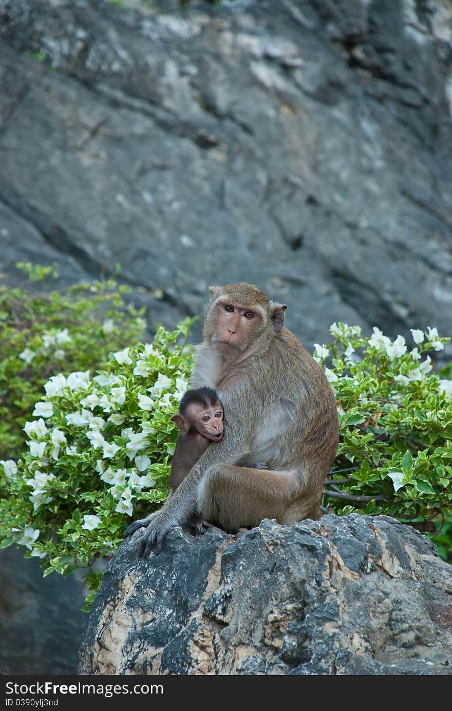 Monkey mother and kid sitting on a rock. Monkey mother and kid sitting on a rock