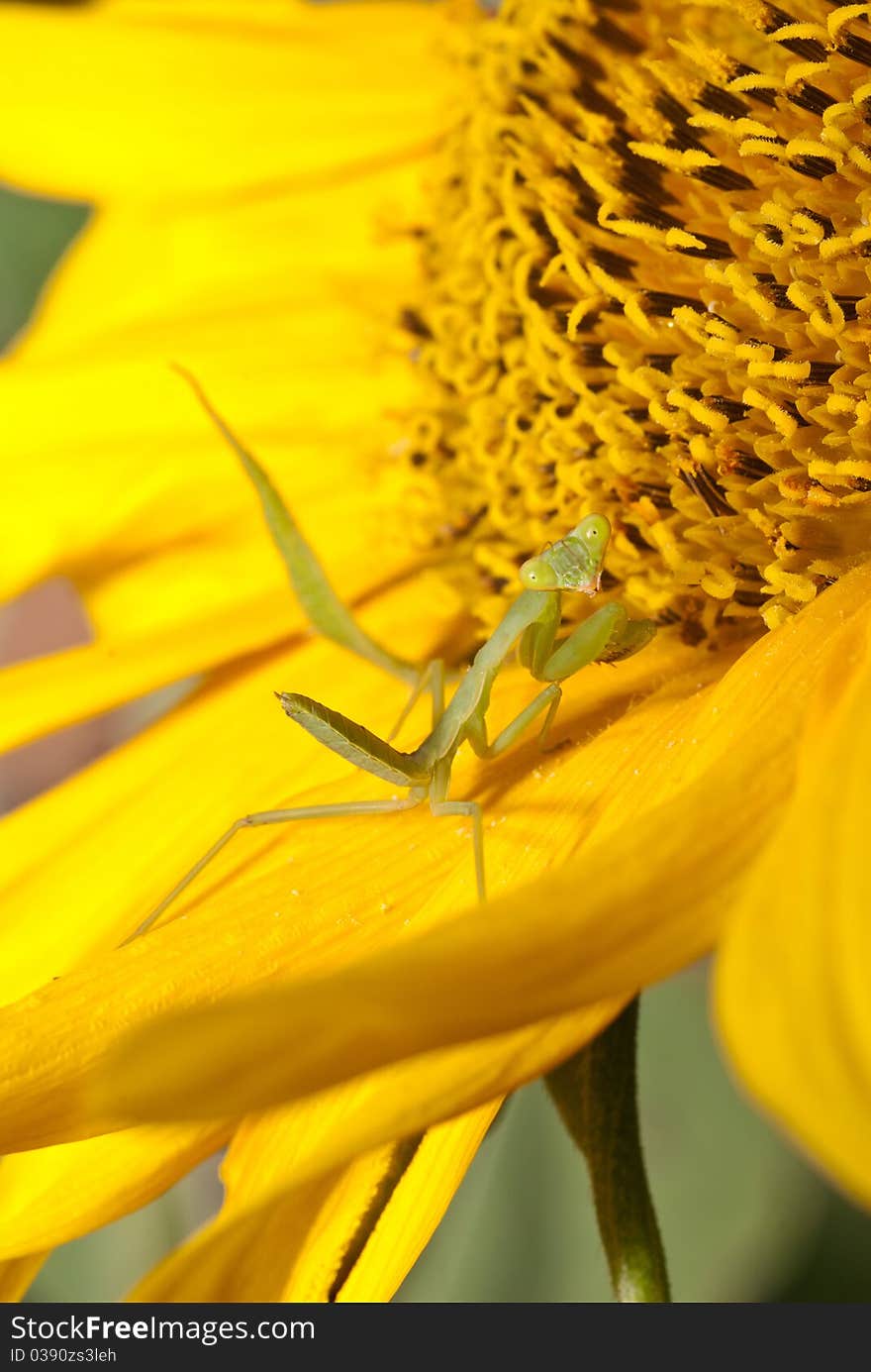 Green adult grasshopper on the sun flower