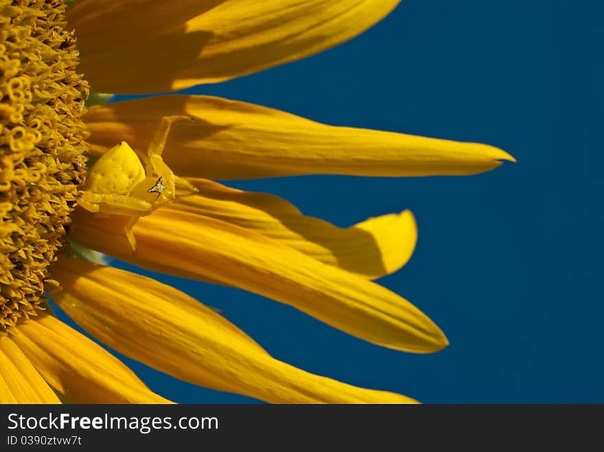 Strange yellow spider on the sun flower in dark blue sky