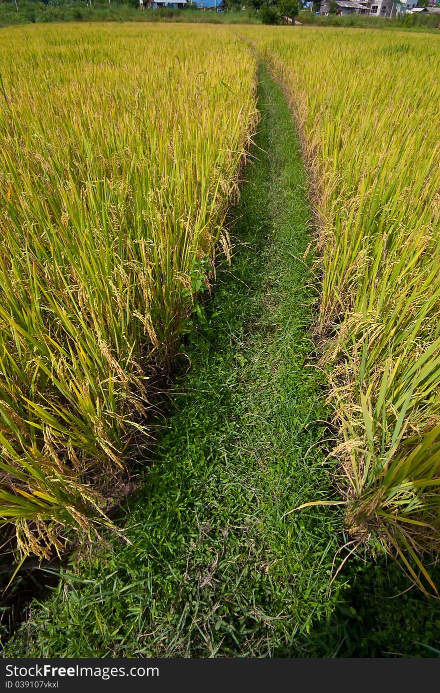 Rice field