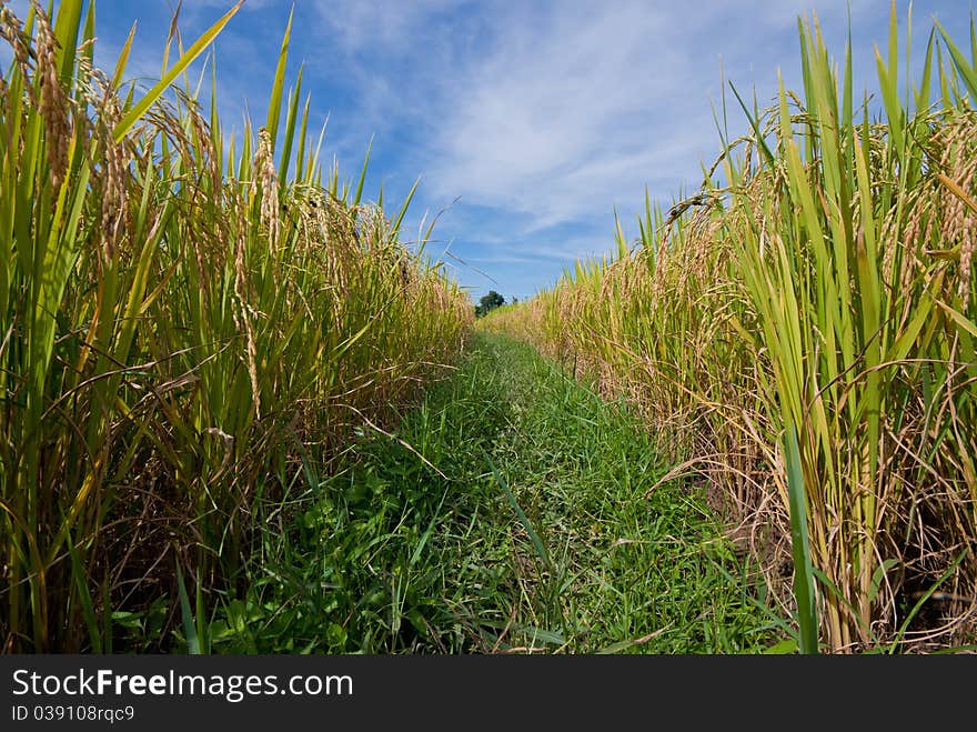 Rice field