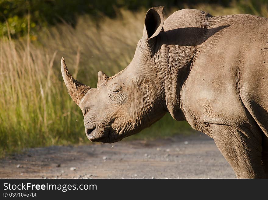 Rhinoceros in the setting sun