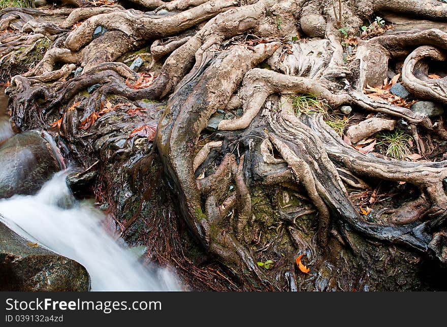 Impressive tree roots with water passing