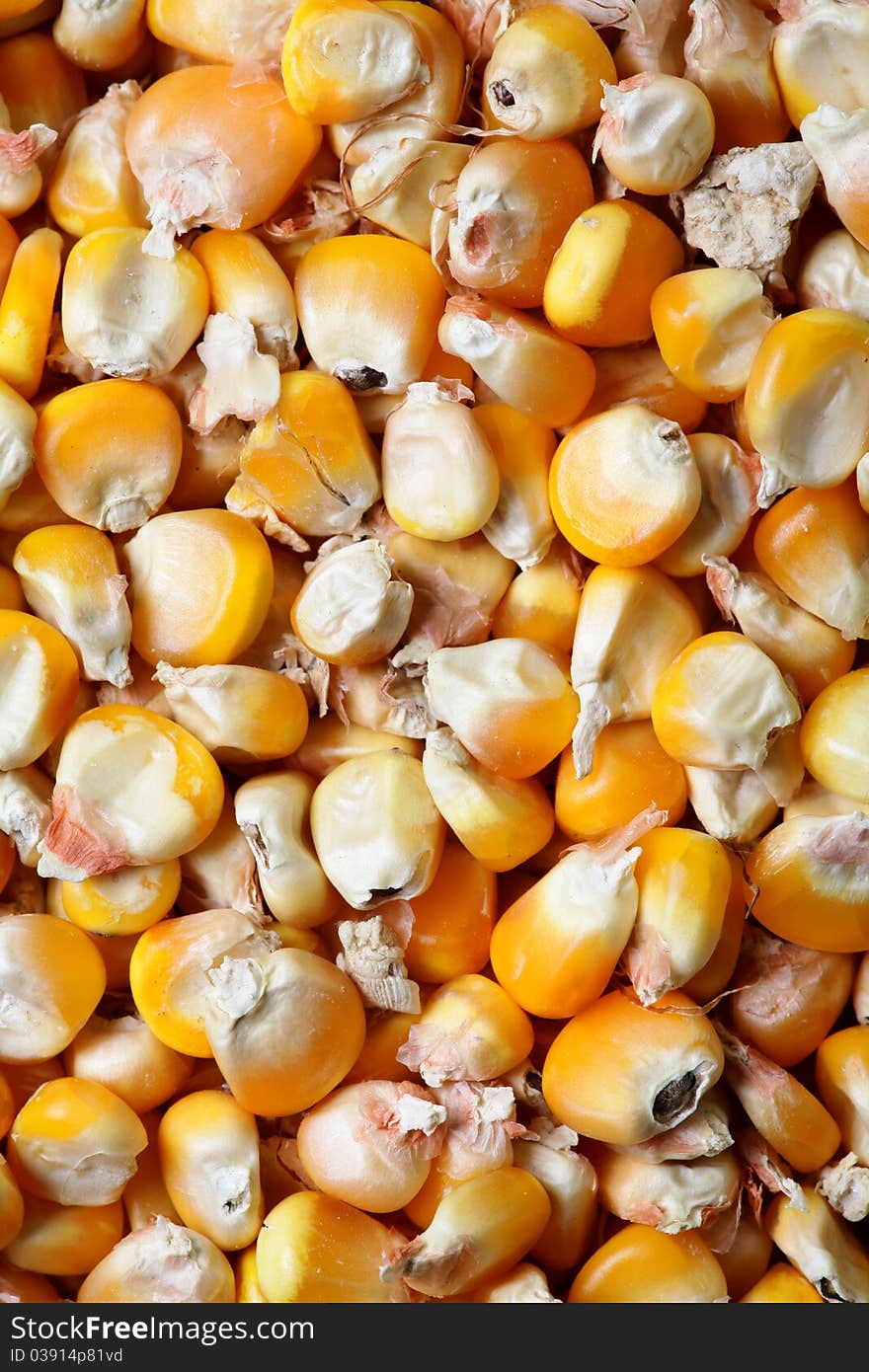 Dry Corn