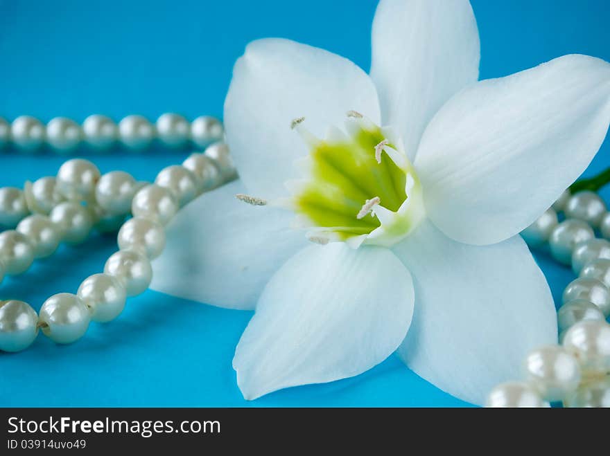 Large white flowers on a blue background.