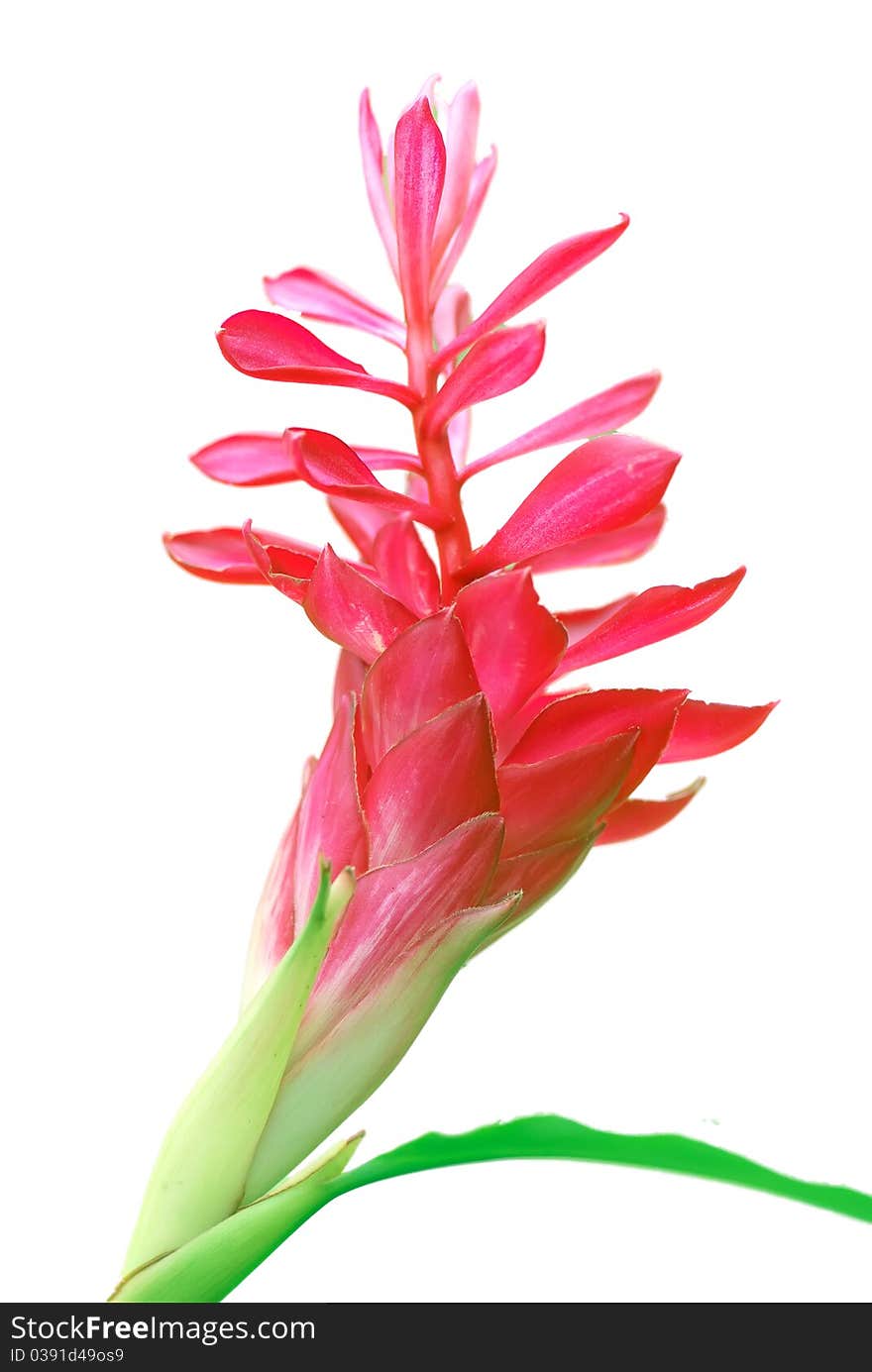 Green leaves set off the bright red flower isolated on a white background. Green leaves set off the bright red flower isolated on a white background