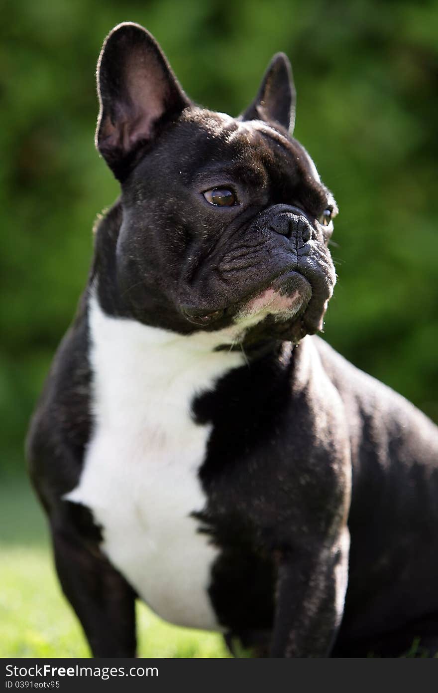 Portrait of a young brown French bulldog sitting. Portrait of a young brown French bulldog sitting