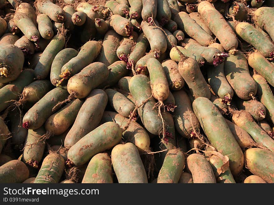 Some fresh radish in china.