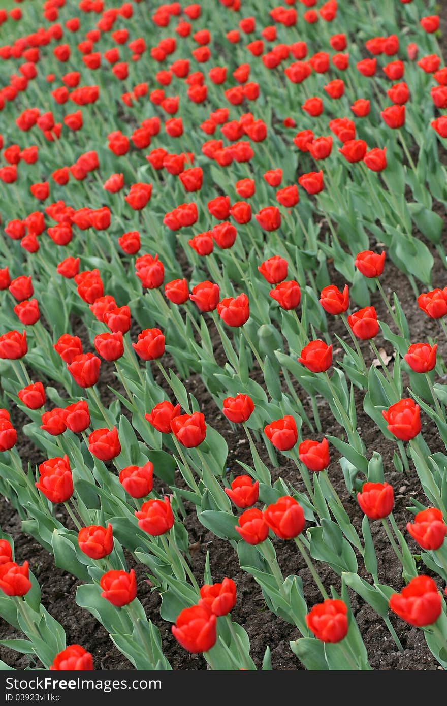 Tulips in a spring garden