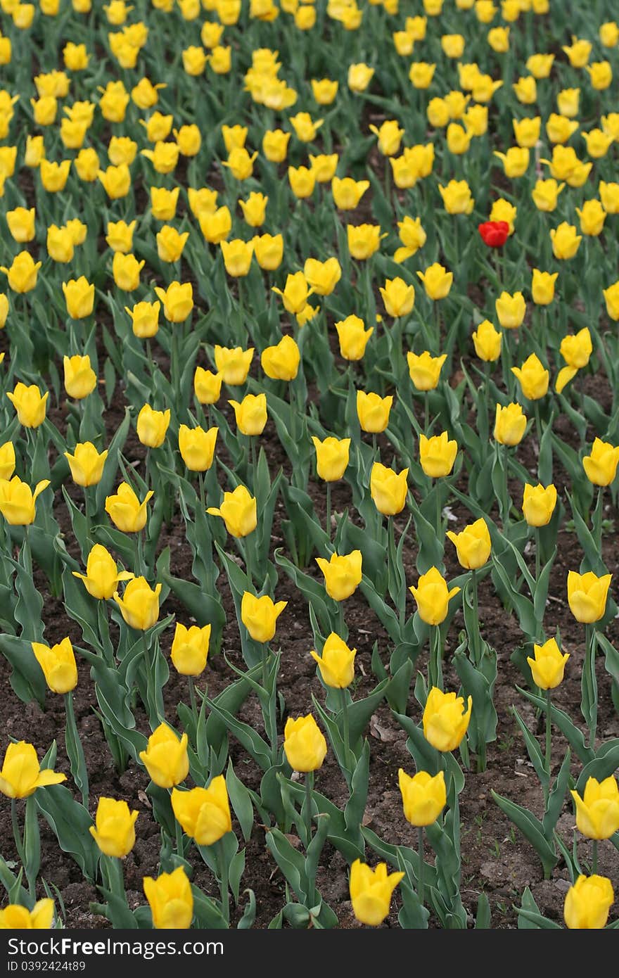 Tulips in a spring garden