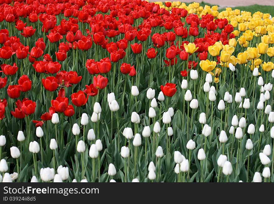 Tulips in a spring garden