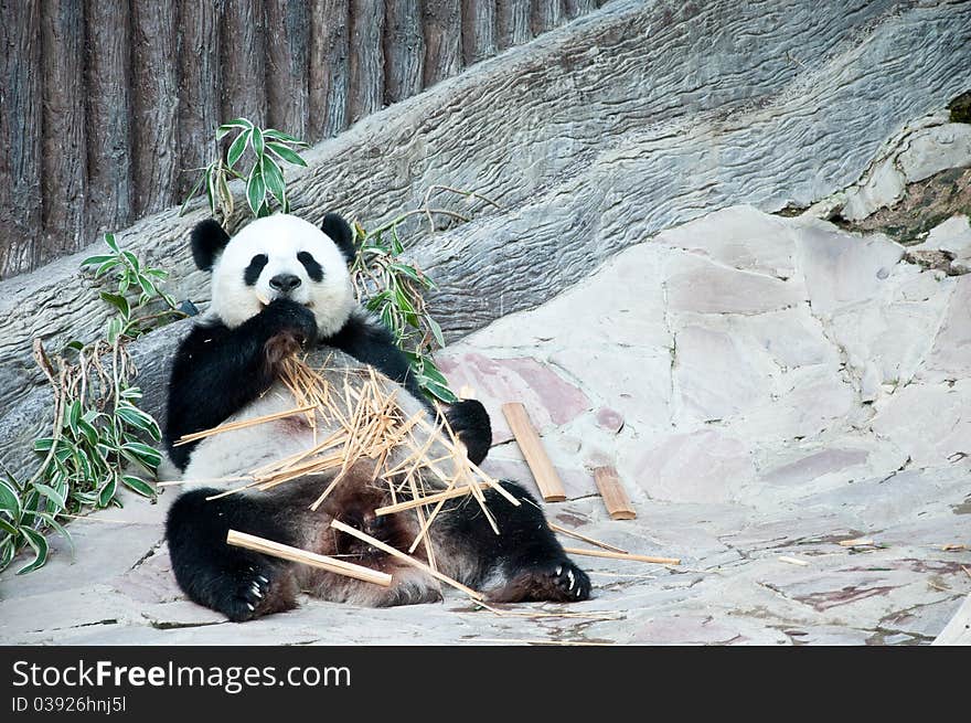 Feeding time. Giant panda eating bamboo at Changmai Zoo Thailand.