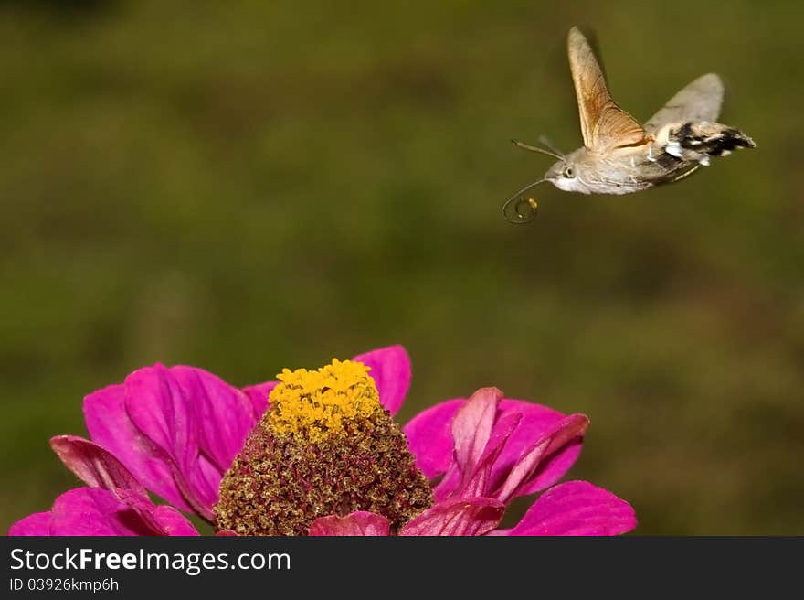 Hummingbird Hawkmoth  In Flight