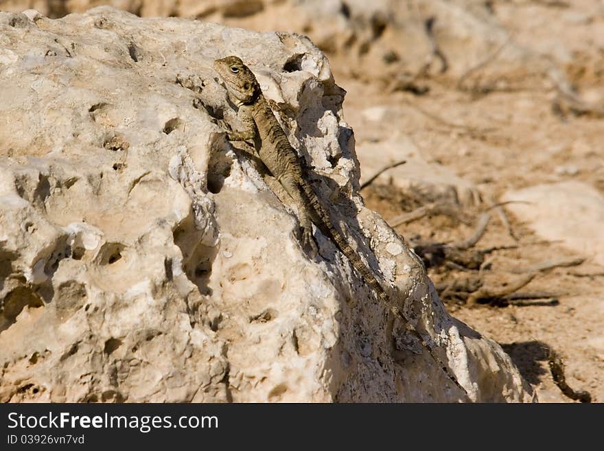 Lizard on rock on summers day