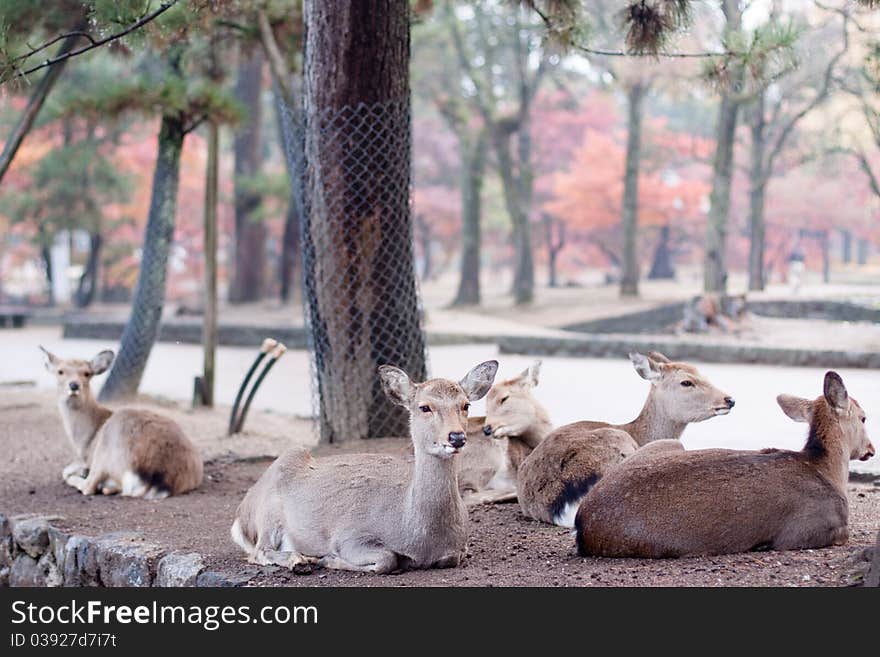 A lying deers in a Japanese autumn park