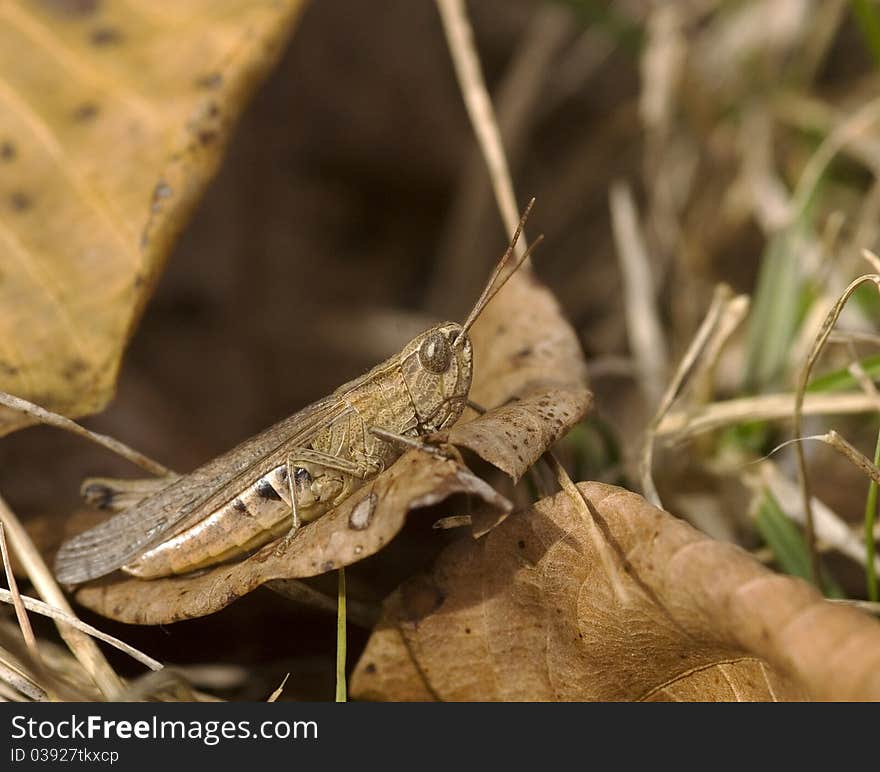 Side view of Lesser Marsh grasshopper on brown leaf