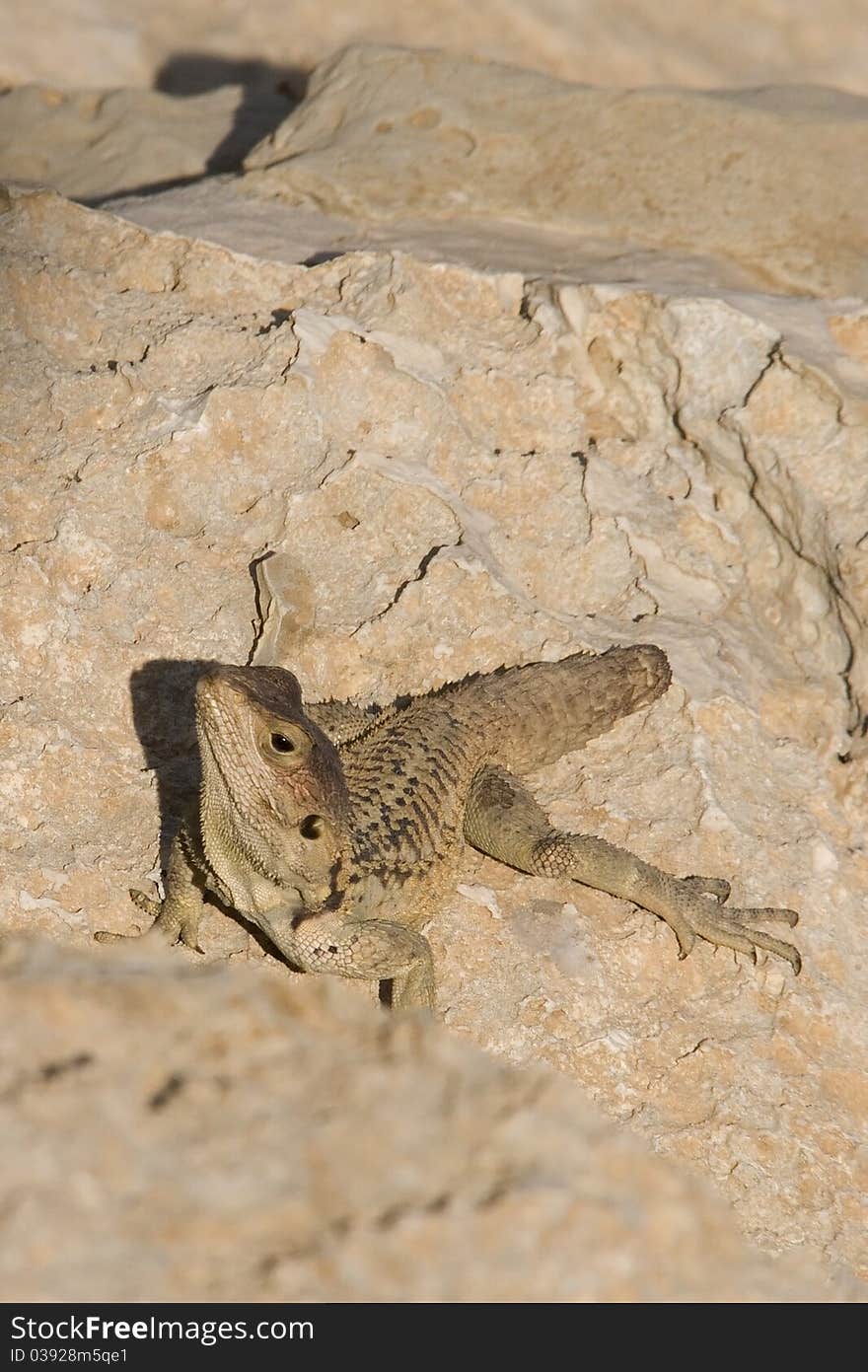 Lizard sat on rocks on a bright summers day. Lizard sat on rocks on a bright summers day