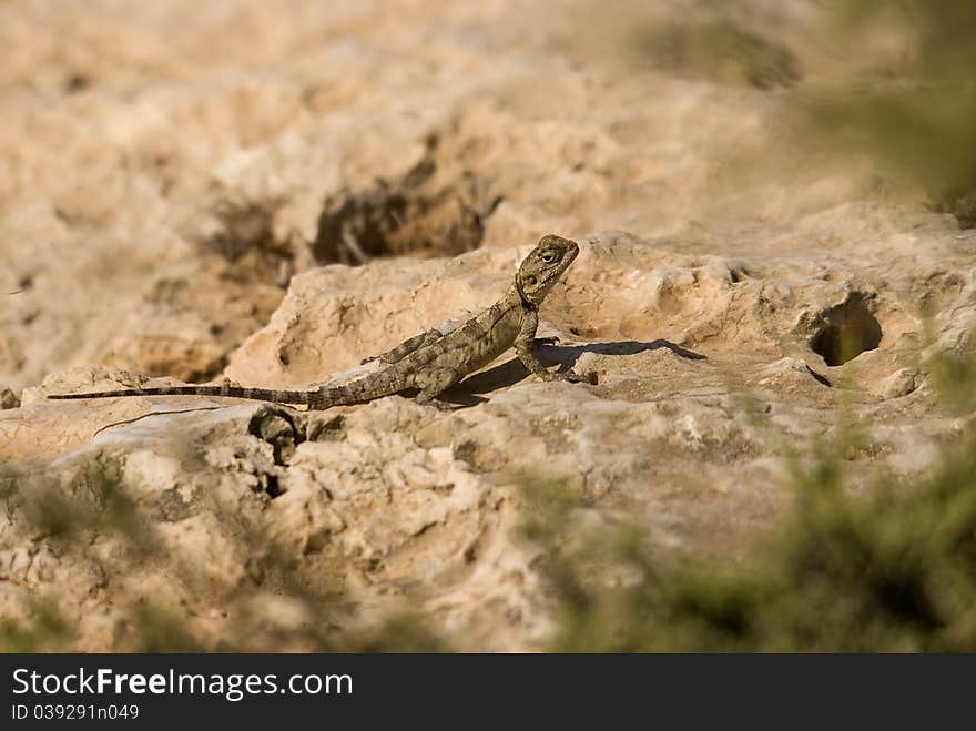 Lizard on the watchers out for any unwanted animals on a sunny day. Lizard on the watchers out for any unwanted animals on a sunny day