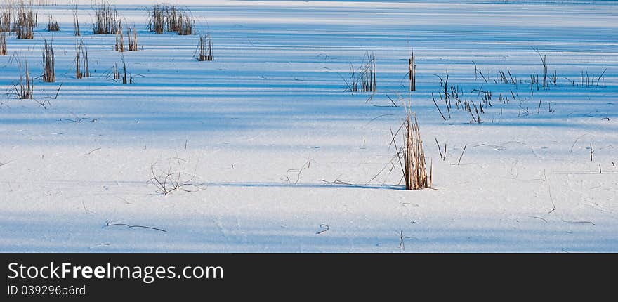 Frozen reeds