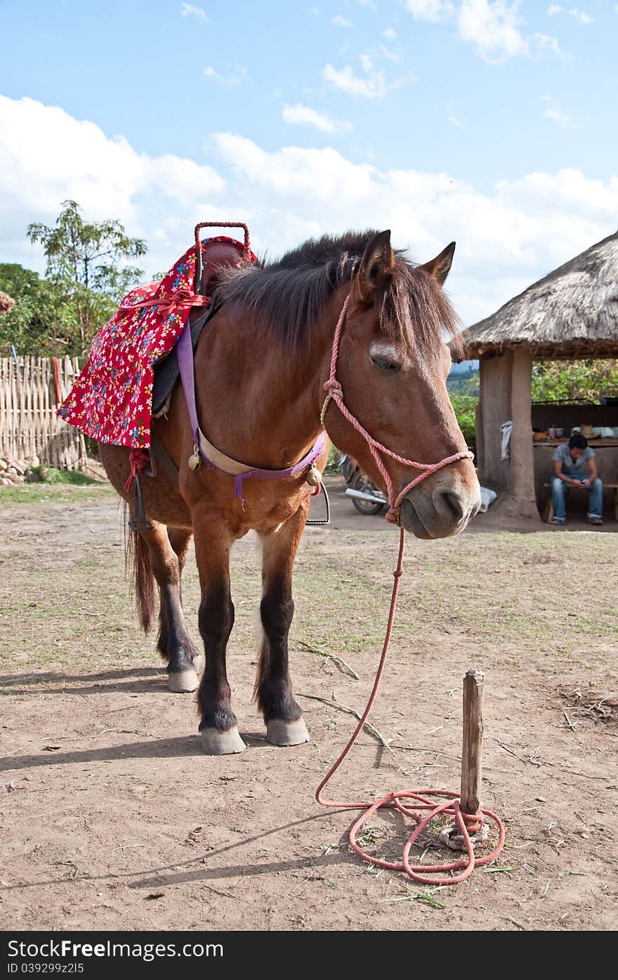 Horse is waiting for customer