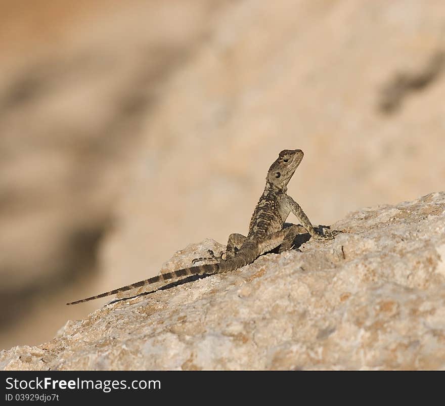 Lizard on rock on summers day. Lizard on rock on summers day