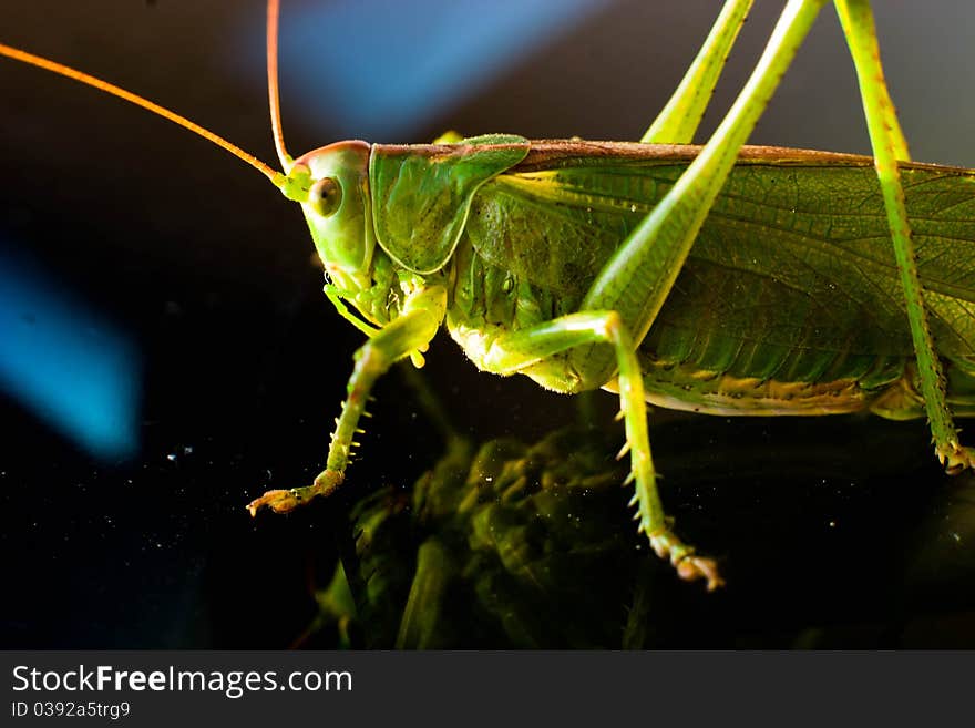 Insect resting on a plant, insect sitting on a green grass