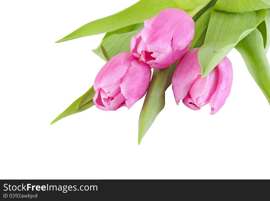 Fresh spring tulip flowers isolated in white background with clipping path. Fresh spring tulip flowers isolated in white background with clipping path