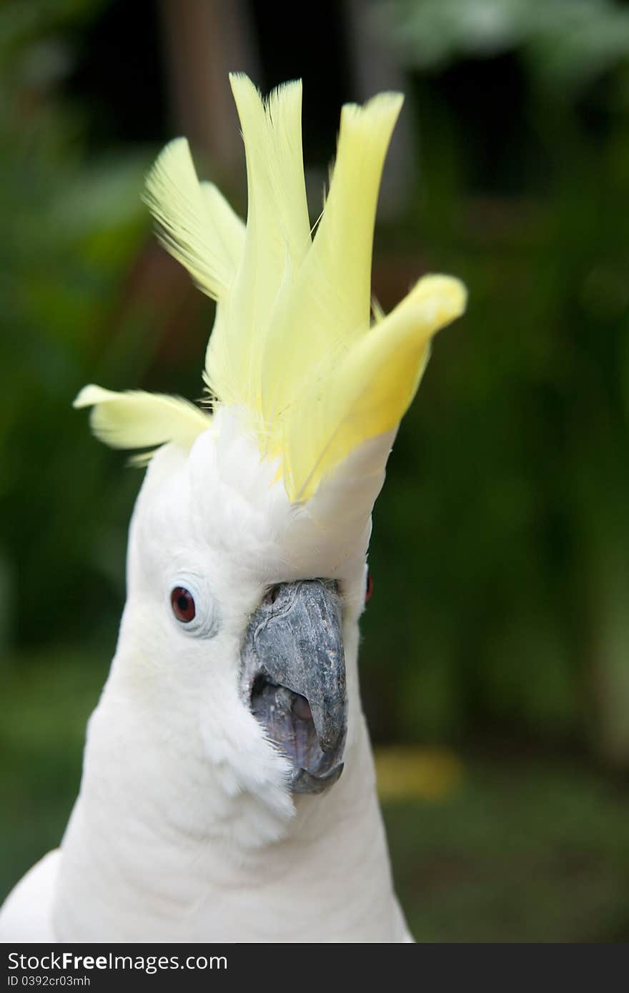 White Tropical Parrot