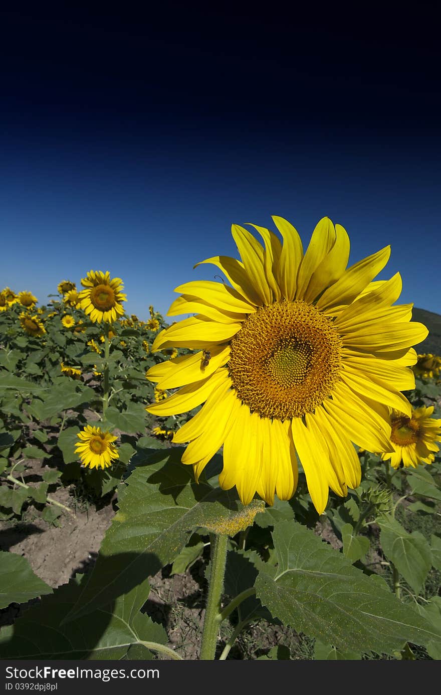 Bright Colors of a Sunflowers Field in Tuscany, Italy. Bright Colors of a Sunflowers Field in Tuscany, Italy