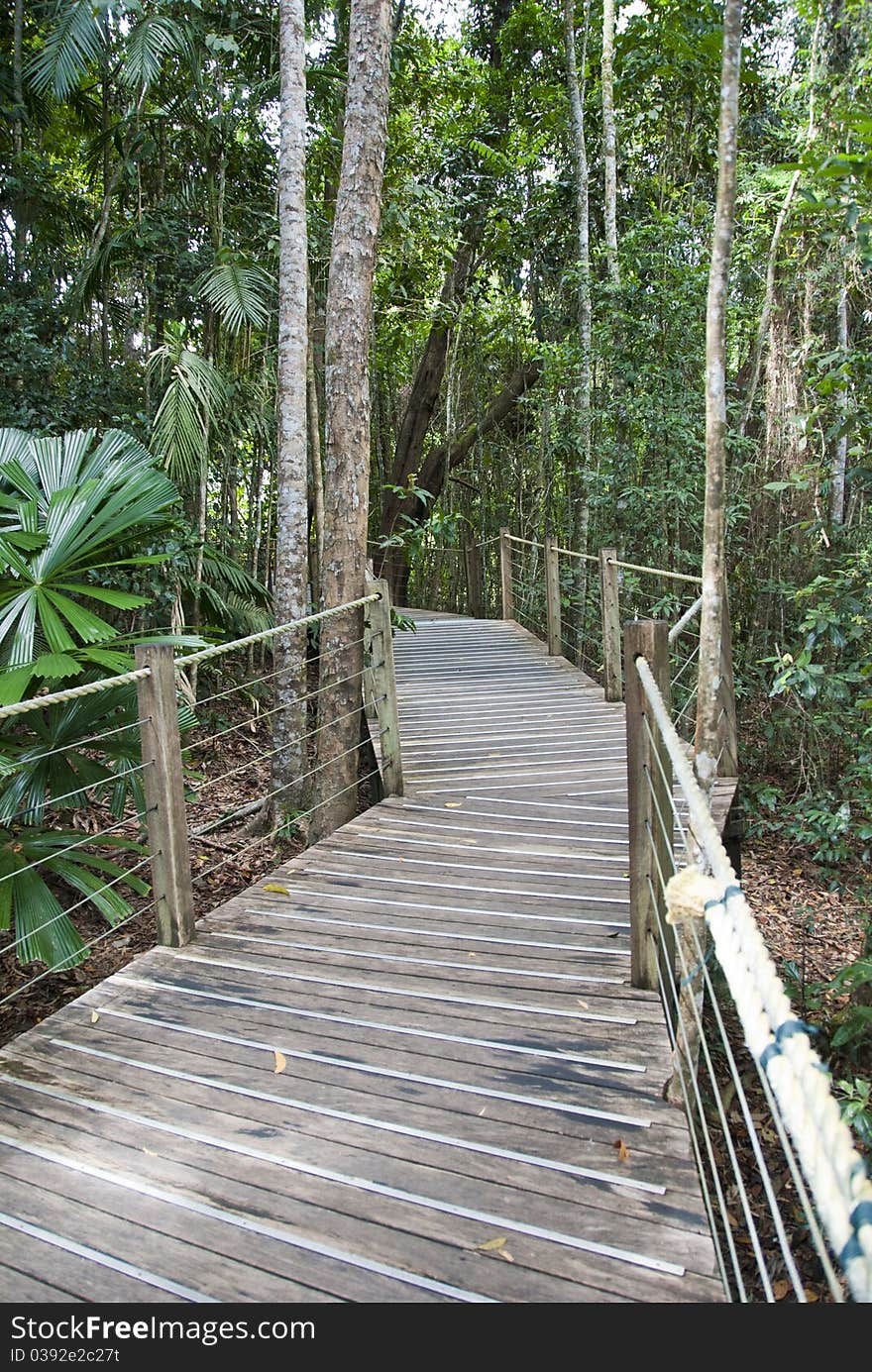 Rain Forest near Kuranda Village, Queensland, Australia. Rain Forest near Kuranda Village, Queensland, Australia