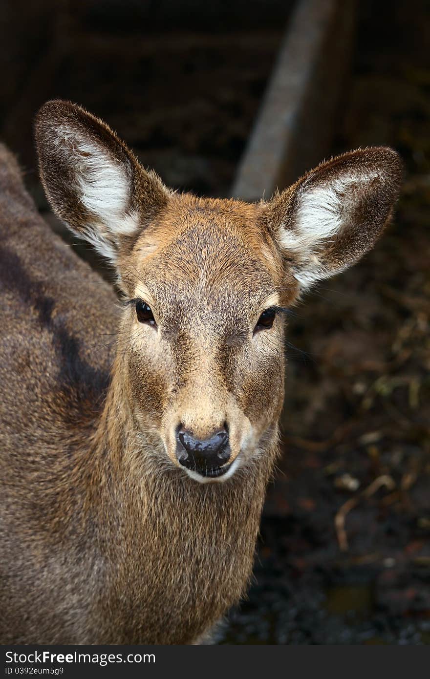 Sika deer in the zoo.