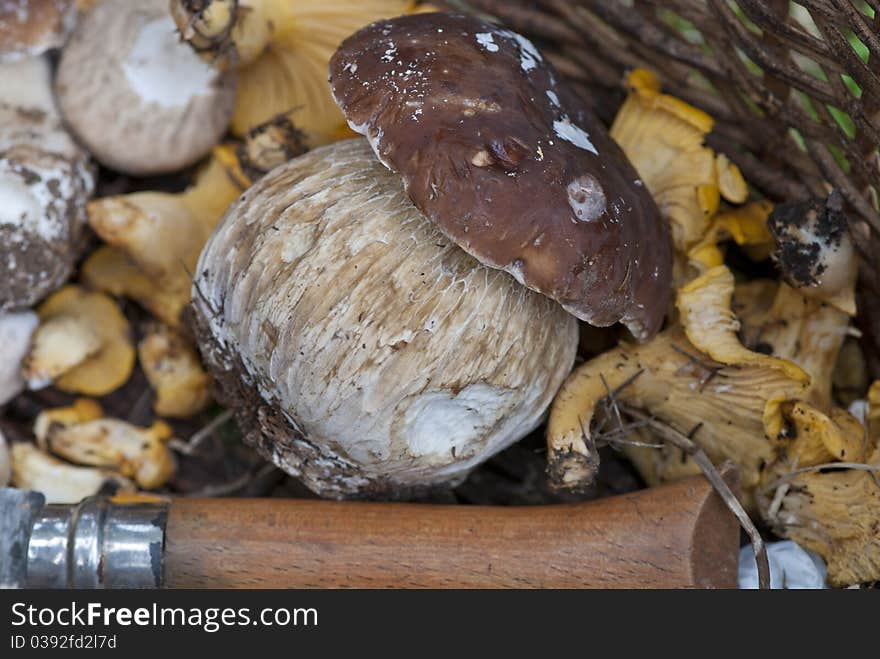 Mushrooms Basket, Italy