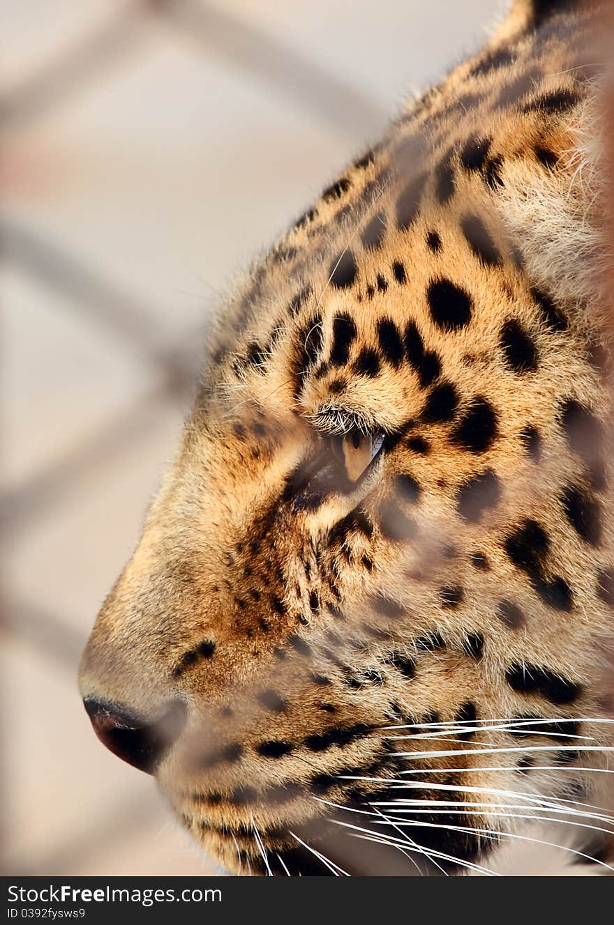 Close-up of eyes of leopards. Close-up of eyes of leopards.