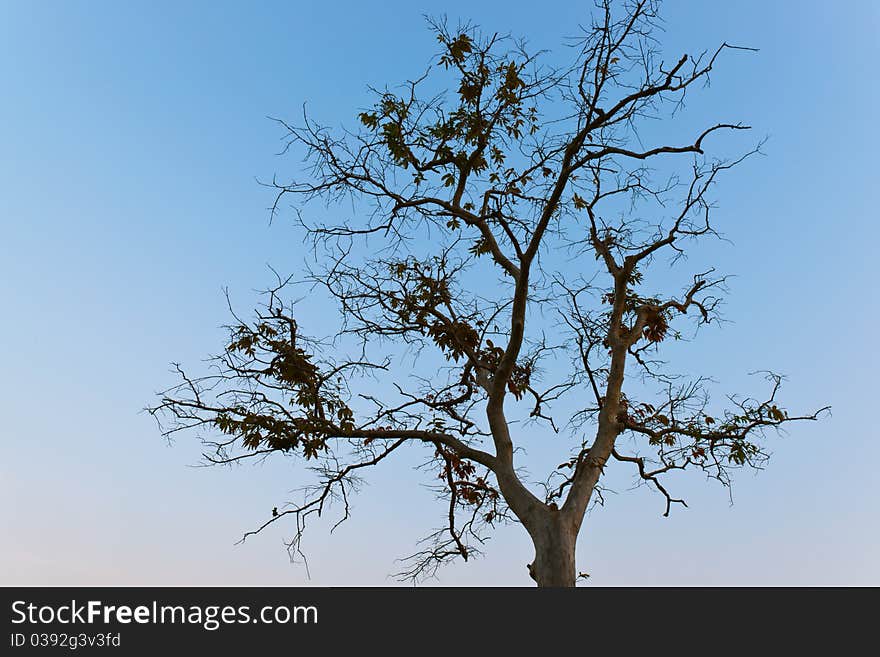 The drought, the trees, breaking branches, sky. The drought, the trees, breaking branches, sky