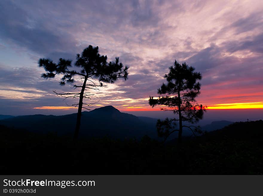 Pine Pinus kesiya trees on the hills mountains scenery landscape clouds morning sun blue sky trees dry twigs grass green silhouette morning sunrise. Pine Pinus kesiya trees on the hills mountains scenery landscape clouds morning sun blue sky trees dry twigs grass green silhouette morning sunrise